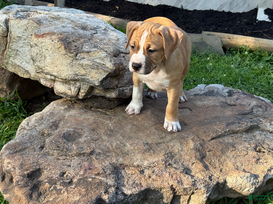 American Pit Bull Terrier dogs for sale: Helga - Image 28