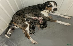Catahoula Leopard Dog dogs for sale: Duchess 2025 Female 2 - Image 4