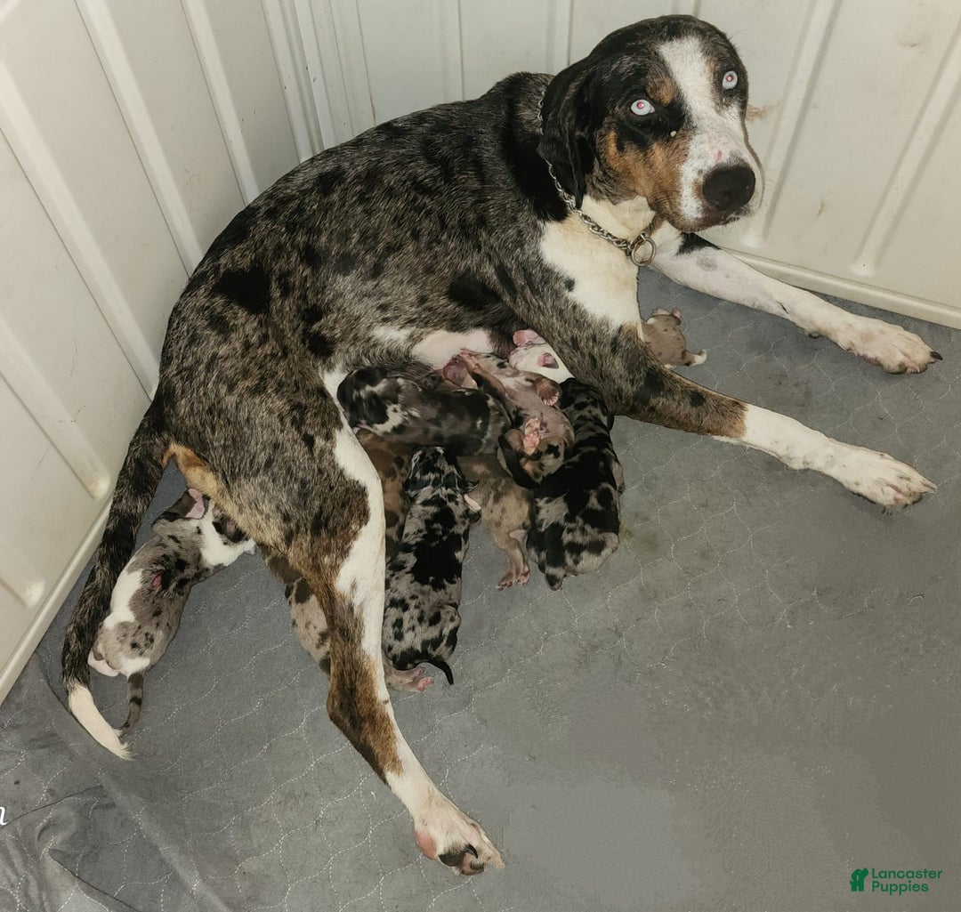 Catahoula Leopard Dog dogs for sale: Duchess 2025 Female 2 - Image 4