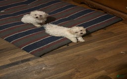 Bichon Frise dogs for sale: Harper - Image 1