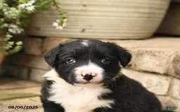 Border Collie dogs for sale: Marco - Image 5
