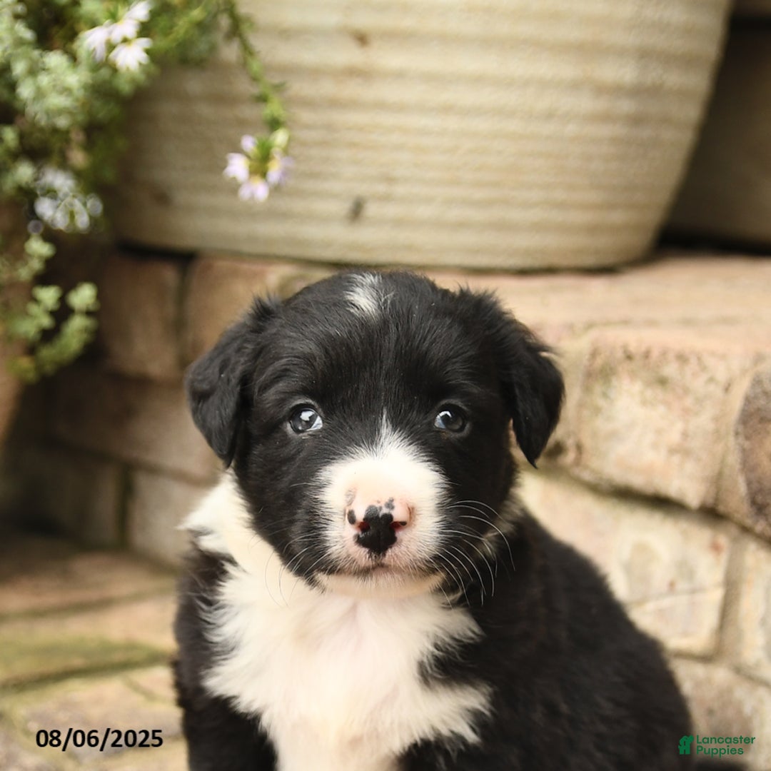 Border Collie dogs for sale: Marco - Image 5