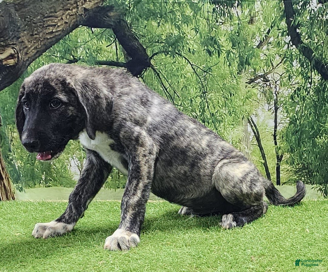 Anatolian Shepherd dogs for sale: AKC Dusty 2025 Male 1 - Image 11
