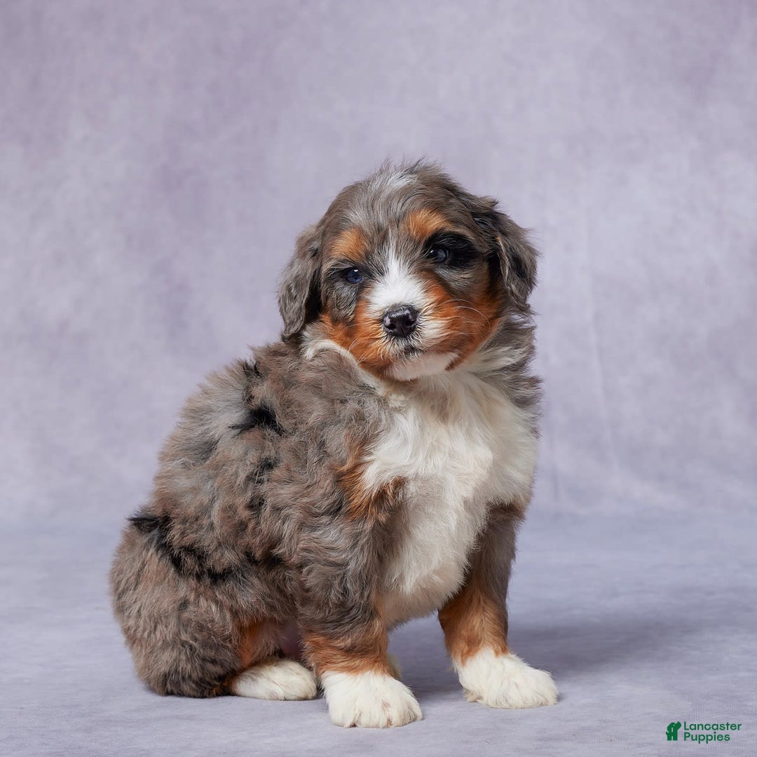 Mini Bernedoodle dogs for sale: Jay - Image 4