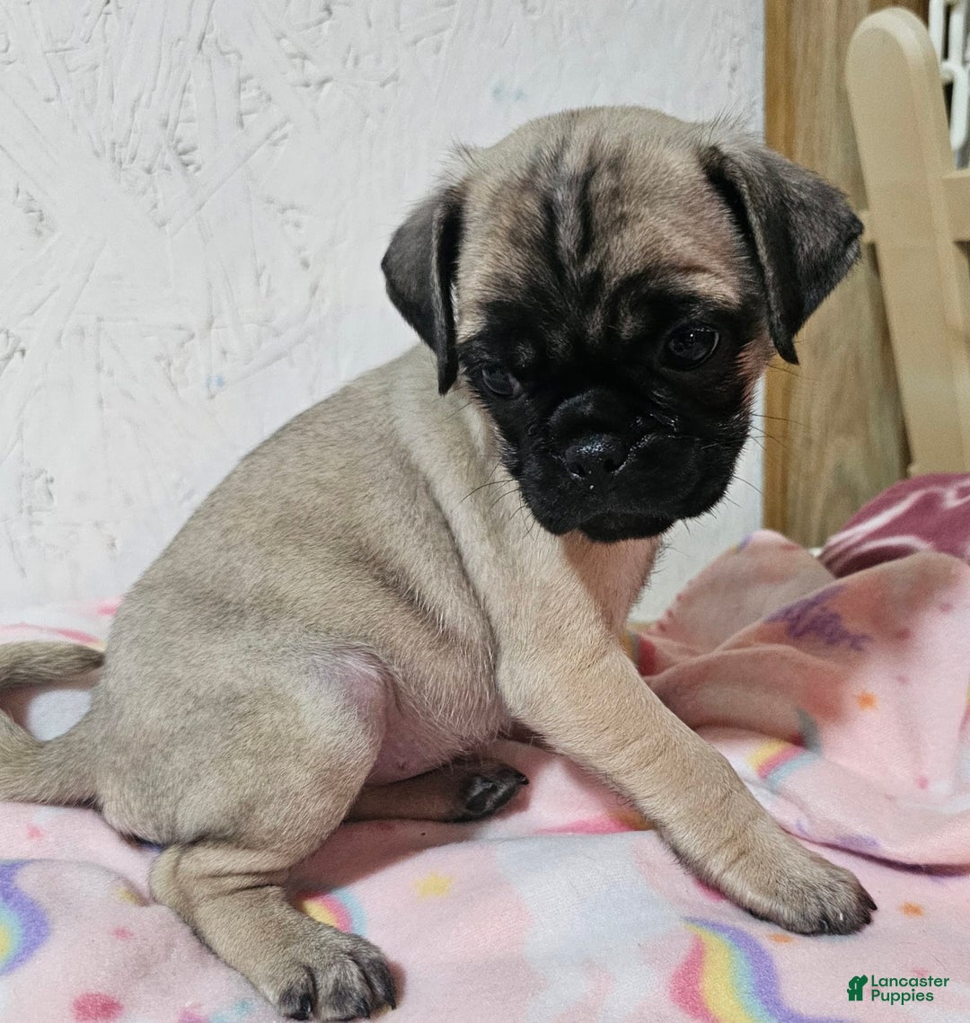 Pug dogs for sale: Candy - Image 5
