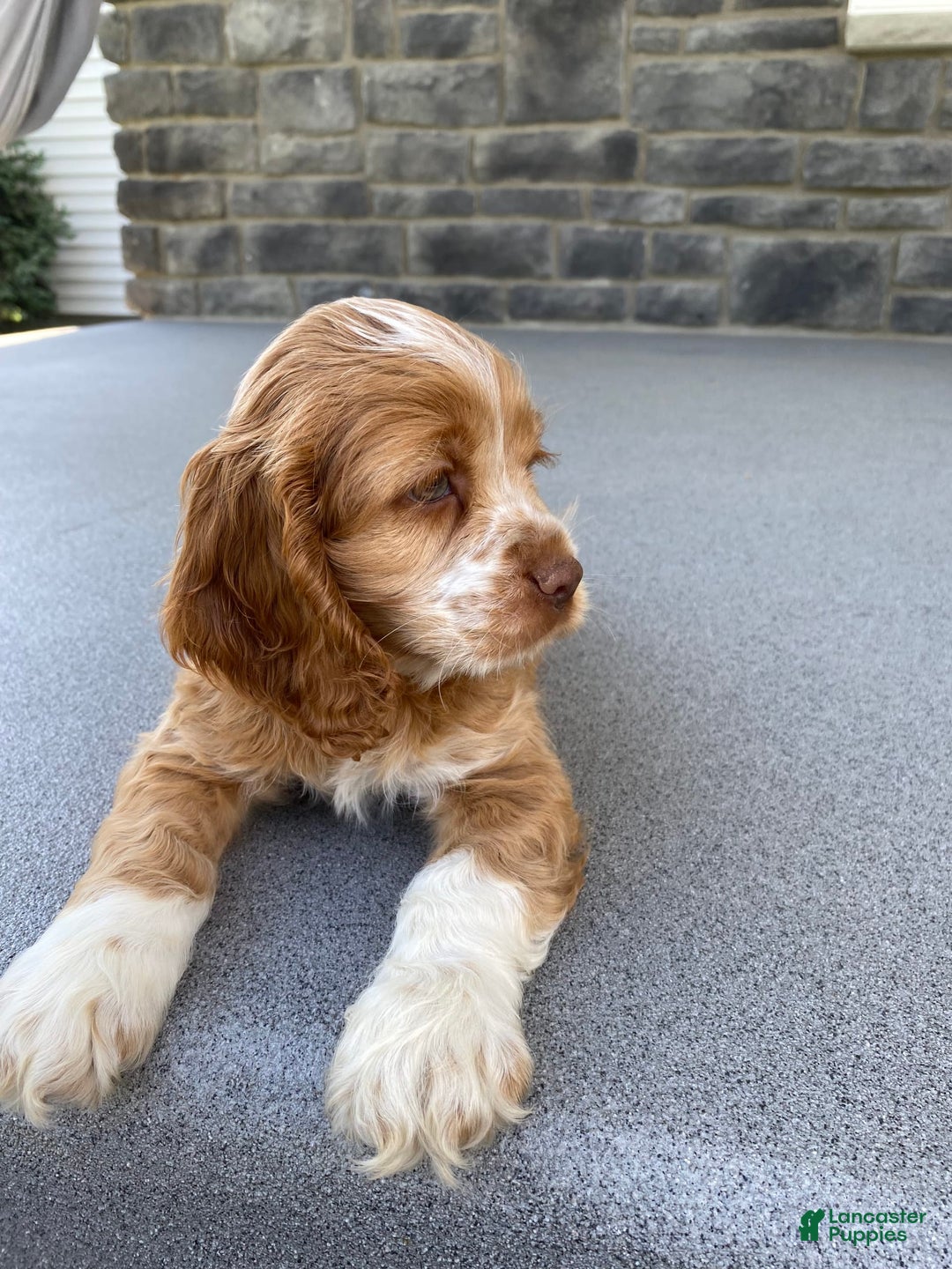 Cocker Spaniel dogs for sale: Asher - Image 3