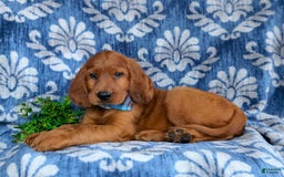 Irish Setter dogs for sale: Jackson - Image 4