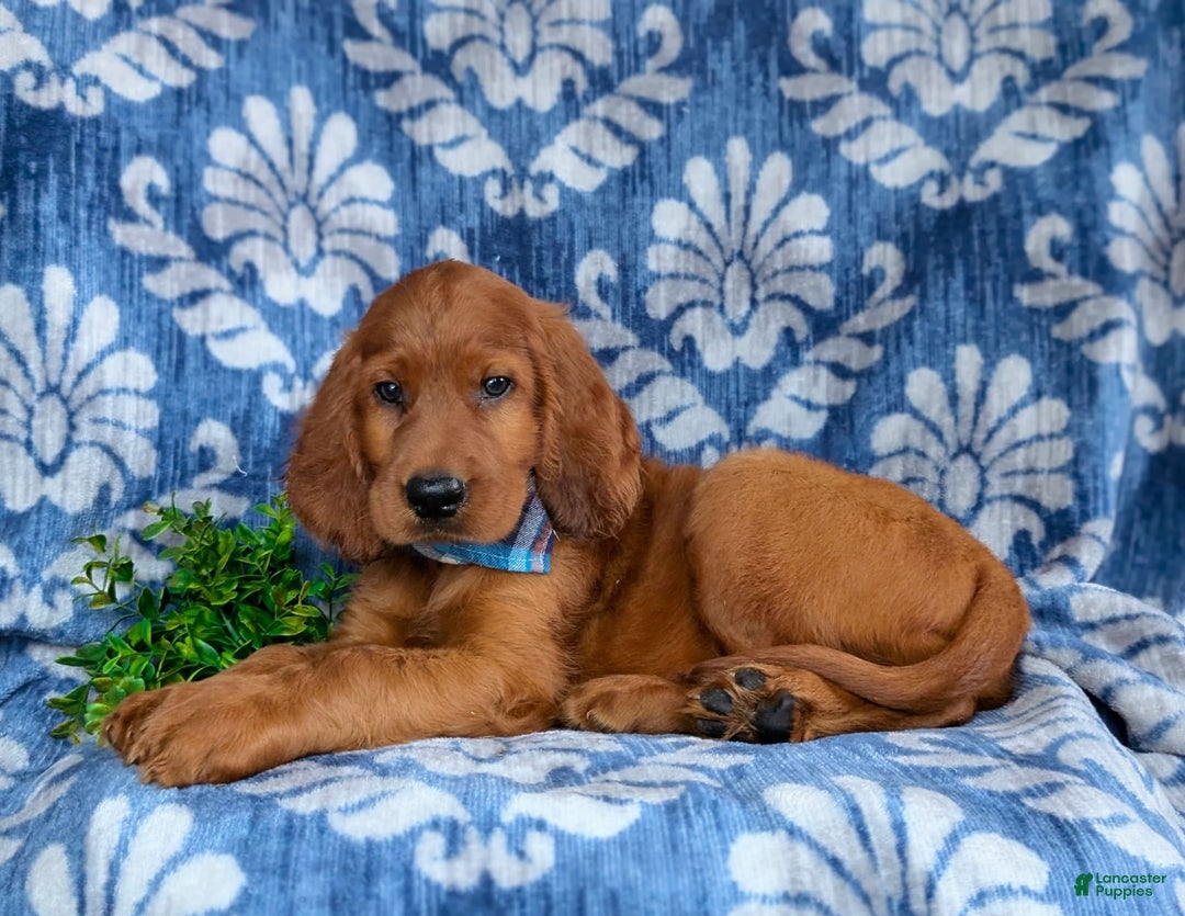 Irish Setter dogs for sale: Jackson - Image 4