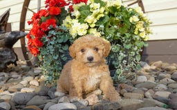Bichpoo dogs for sale: Gemma - Image 2