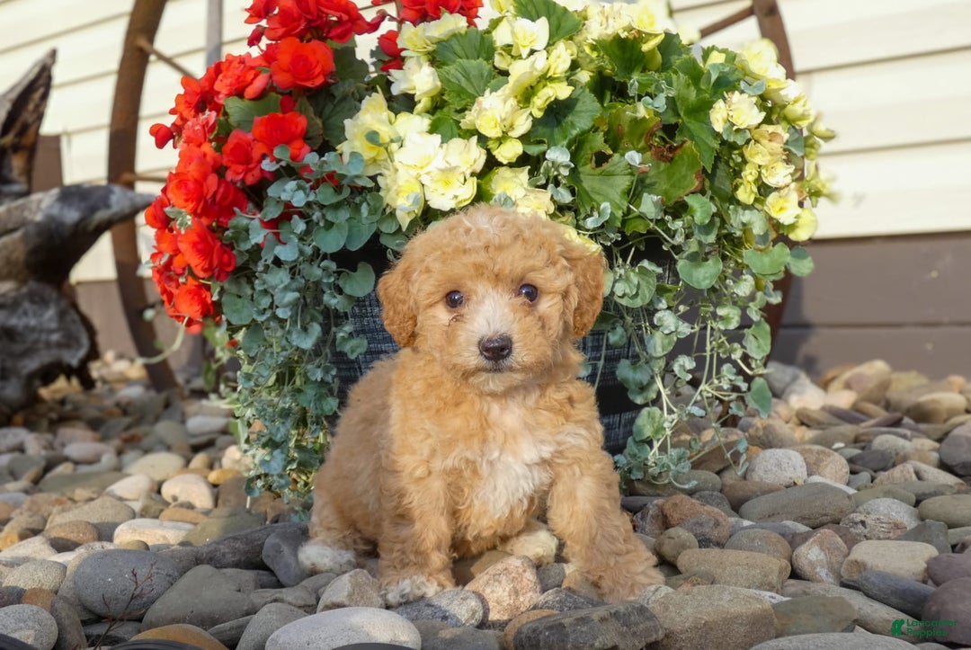Bichpoo dogs for sale: Gemma - Image 2