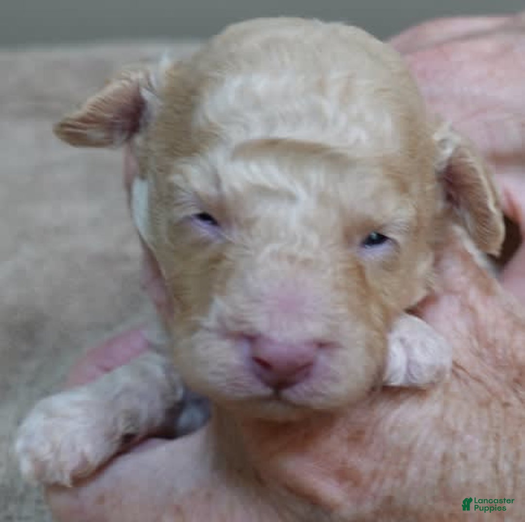 Toy Poodle dogs for sale: Zylo - Image 21