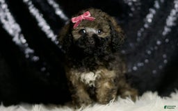Miniature Poodle dogs for sale: Jamie - Image 2