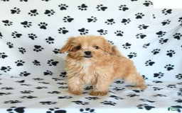 Cavapoo dogs for sale: Alex - Image 17