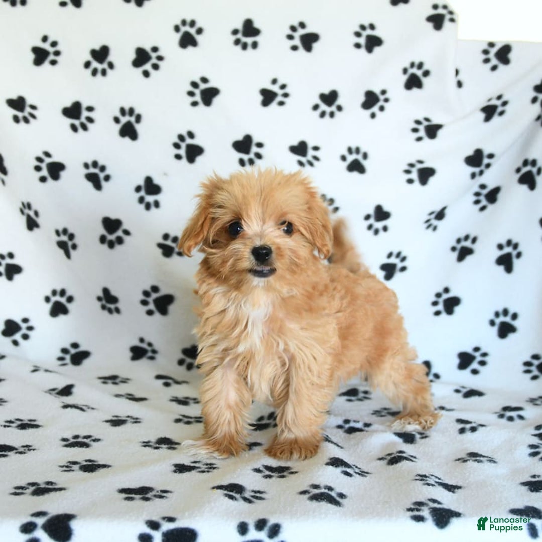 Cavapoo dogs for sale: Alex - Image 17