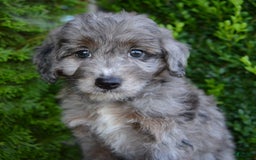 Mini Aussiedoodle dogs for sale: Mini Ava - Image 3