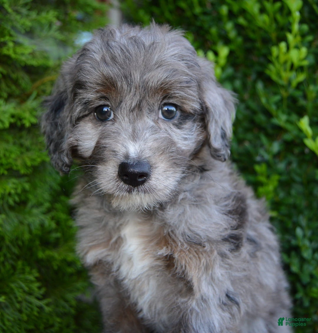 Mini Aussiedoodle dogs for sale: Mini Ava - Image 3