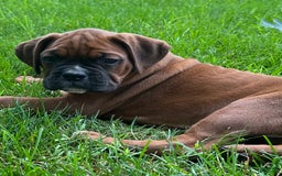 Boxer dogs for sale: Chaz - Image 5