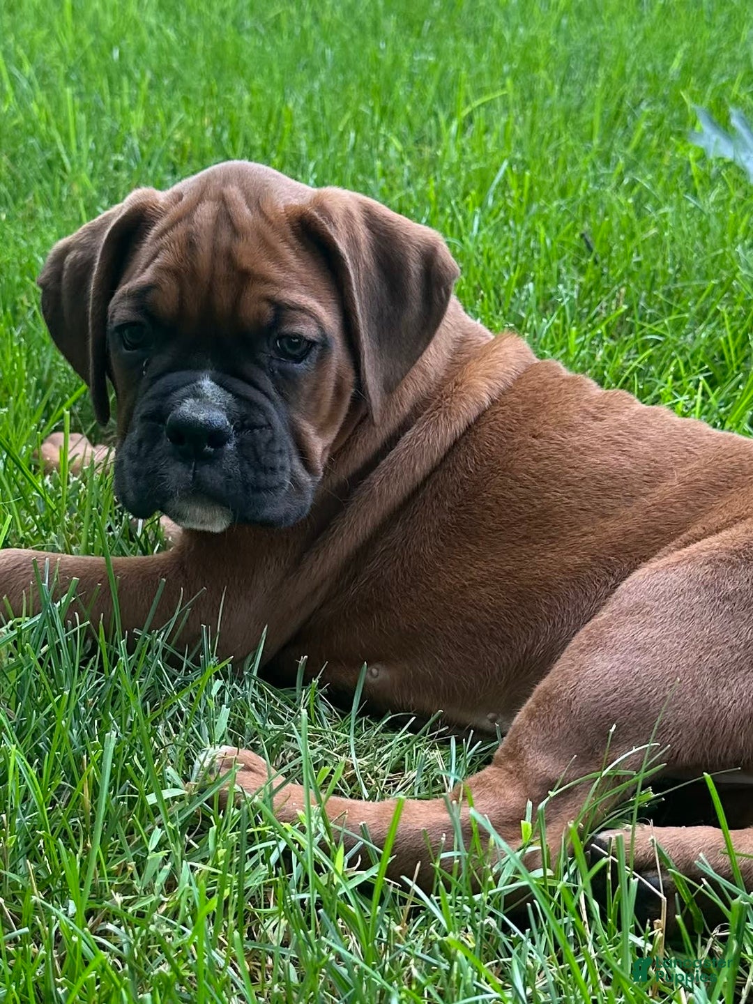 Boxer dogs for sale: Chaz - Image 5