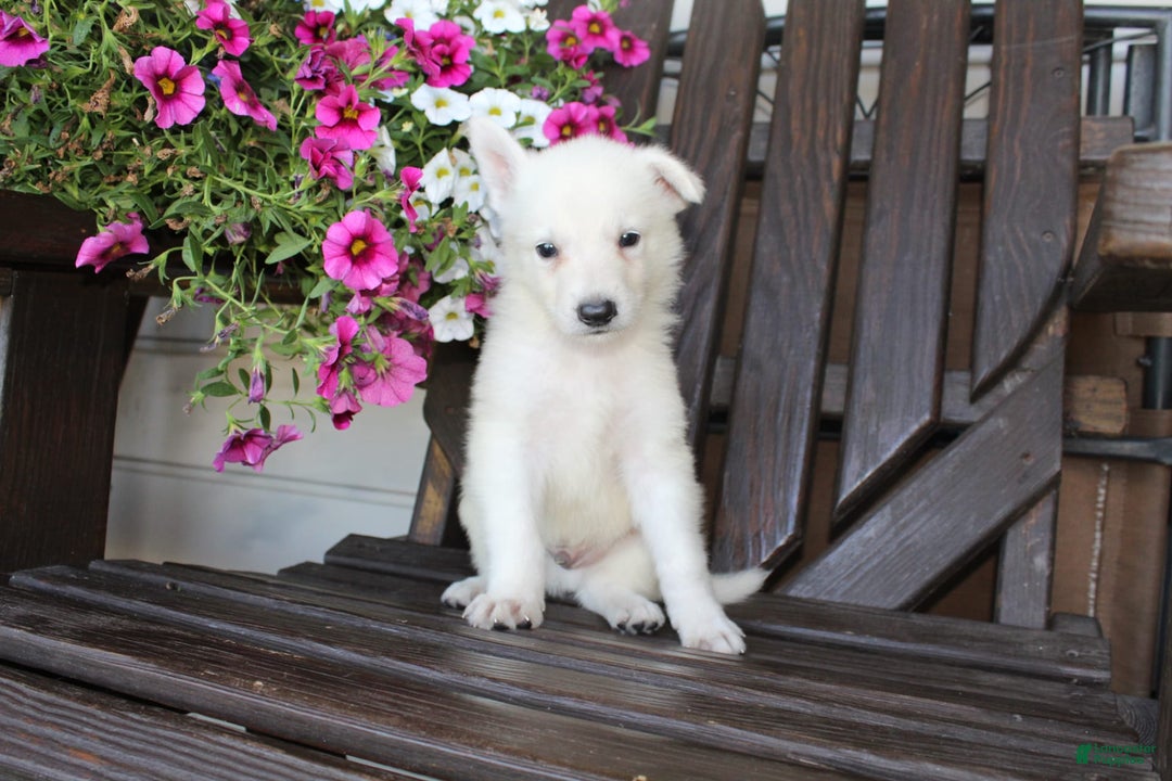 German Shepherd dogs for sale: Junior - Image 2