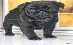 Pug dogs for sale: Boy 1 - Champion Lines! - Image 10