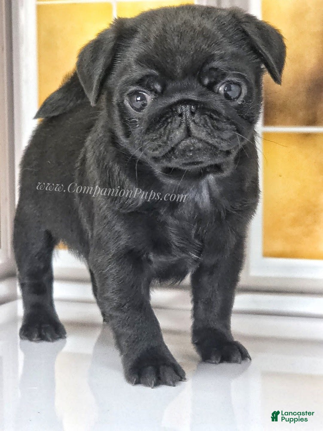 Pug dogs for sale: Boy 1 - Champion Lines! - Image 10