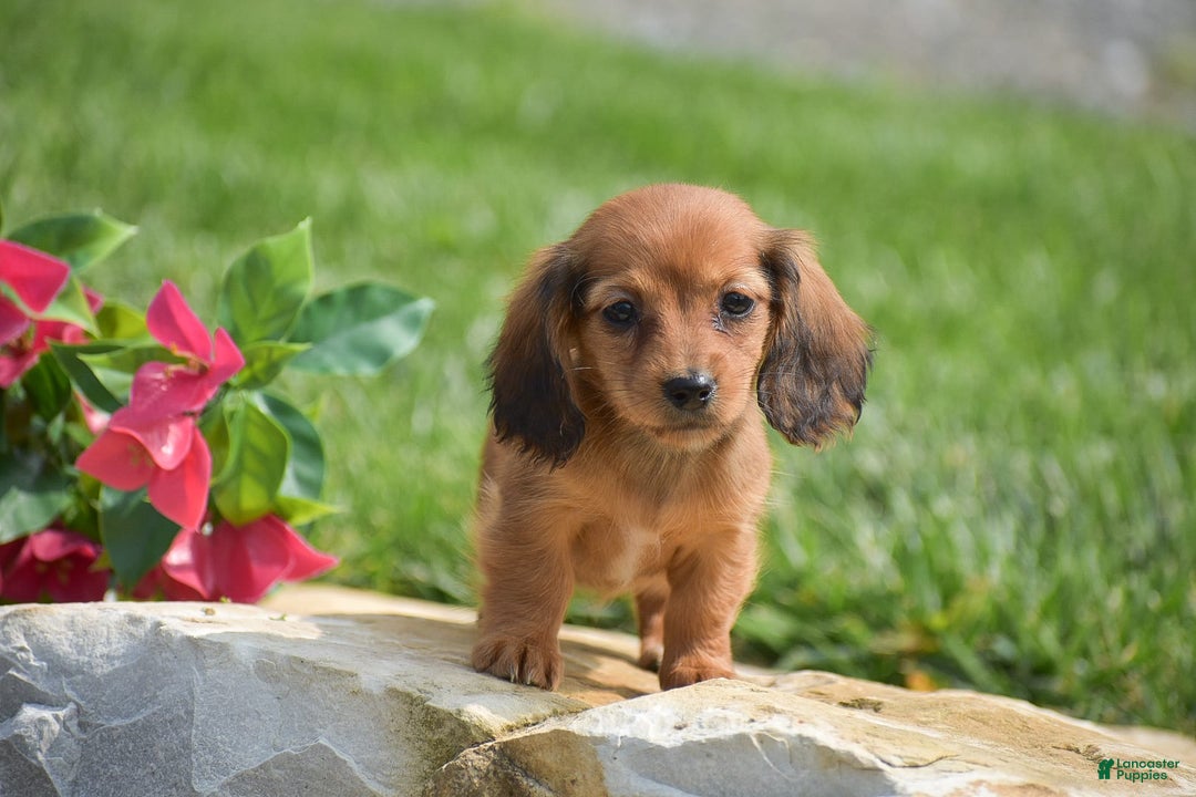 Miniature Dachshund dogs for sale: Diana - Image 2