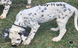 Dalmatian dogs for sale: Peppers Black Boy - Image 6