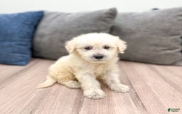 Mini Goldendoodle dogs for sale: Benny - Image 2