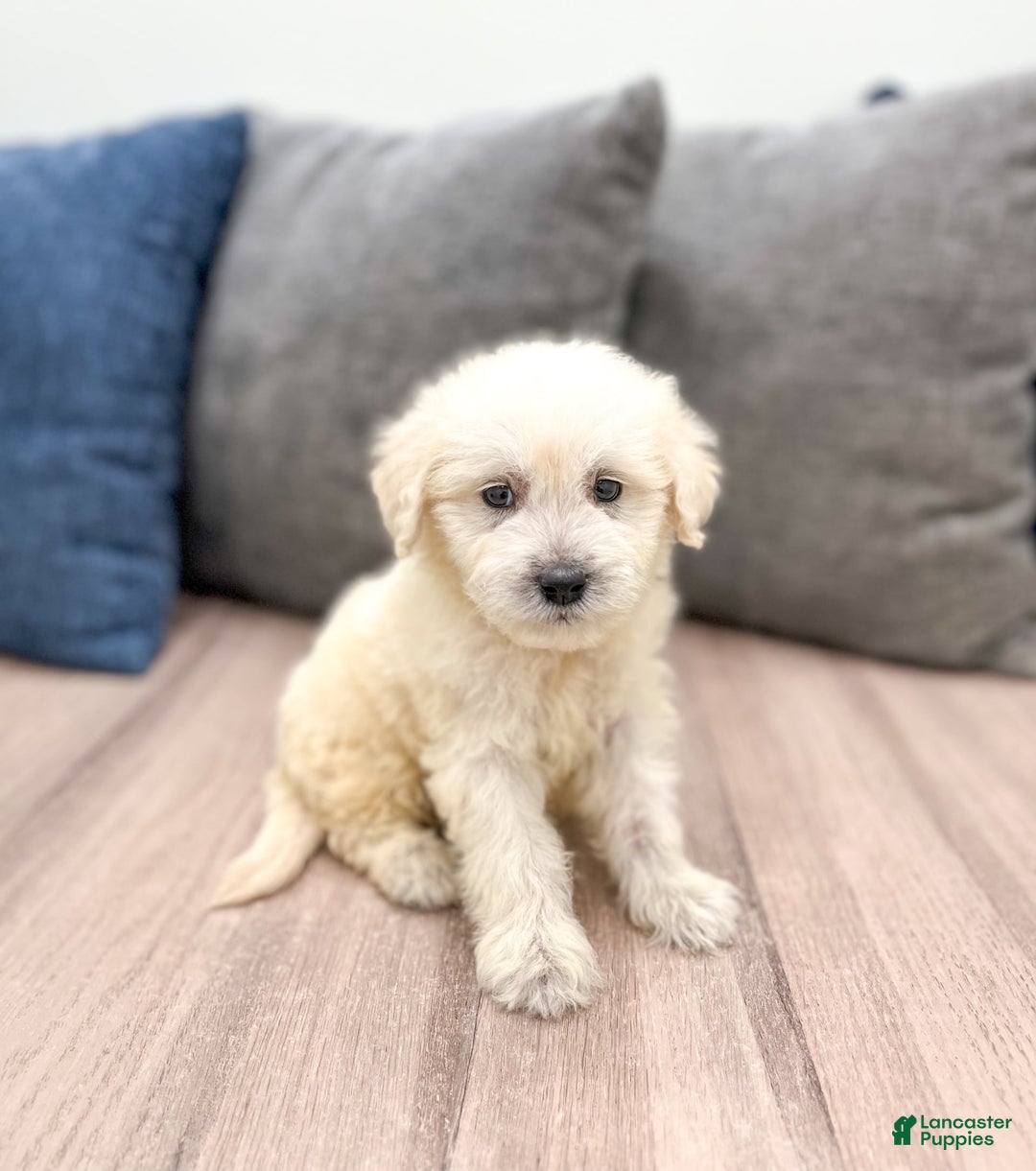 Mini Goldendoodle dogs for sale: Benny - Image 2