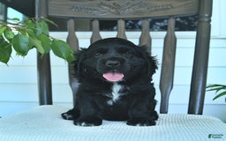 Cocker Spaniel dogs for sale: Aladdin - Image 3