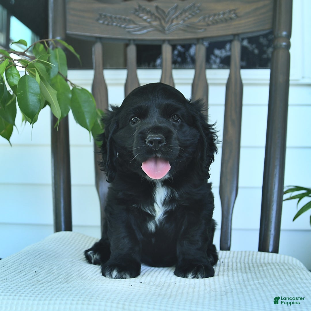 Cocker Spaniel dogs for sale: Aladdin - Image 3