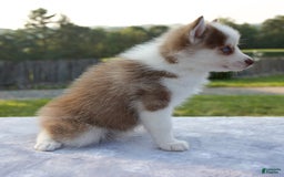 Pomsky dogs for sale: Patience - Image 4