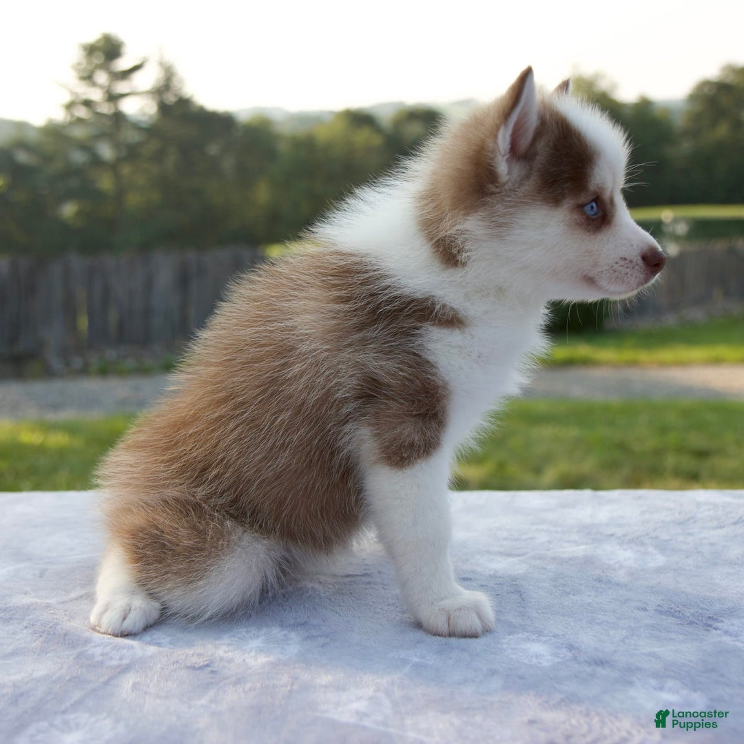 Pomsky dogs for sale: Patience - Image 4