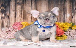 French Bulldog dogs for sale: French Bulldog 3 puppies - Image 12