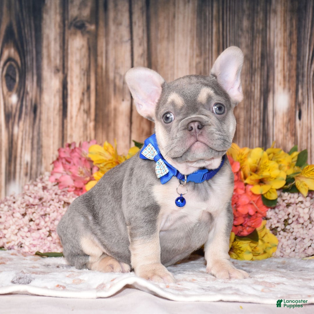 French Bulldog dogs for sale: French Bulldog 3 puppies - Image 12