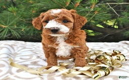 Mini Goldendoodle dogs for sale: Emma - Image 16