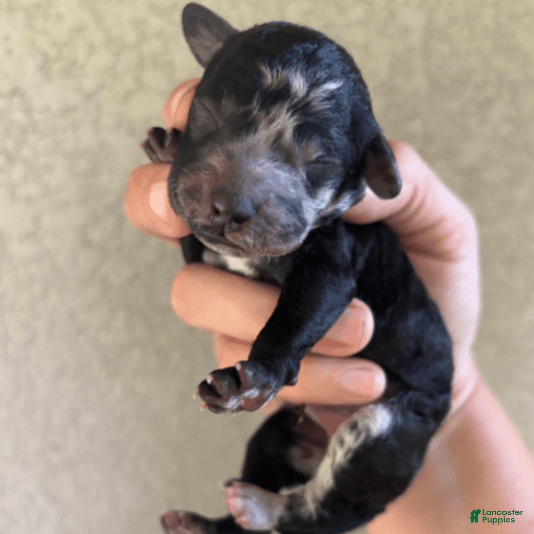 Aussiedoodle dogs for sale: Milly - Image 2