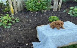 Toy Poodle dogs for sale: Jinger - Image 4