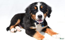 Bernese Mountain Dog dogs for sale: Kayle - Image 3