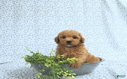 Mini Goldendoodle dogs for sale: Milo - Image 8
