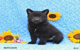 Pomsky dogs for sale: Minnie - Image 1