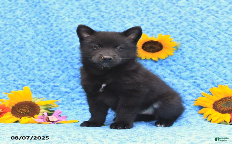 Pomsky dogs for sale - Ad 4