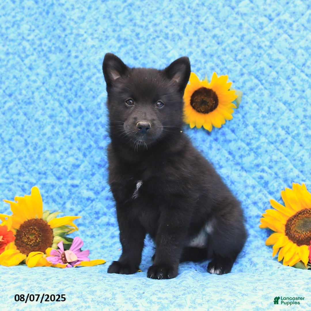 Pomsky dogs for sale: Minnie - Image 1