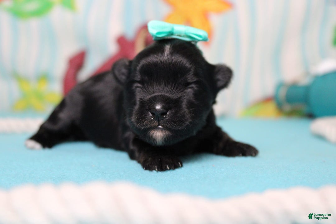 Morkie dogs for sale: Expresso - Image 2