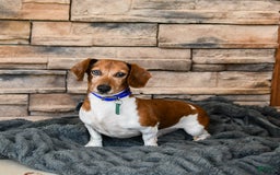 Dachshund dogs for sale: Cream Puff - Image 12