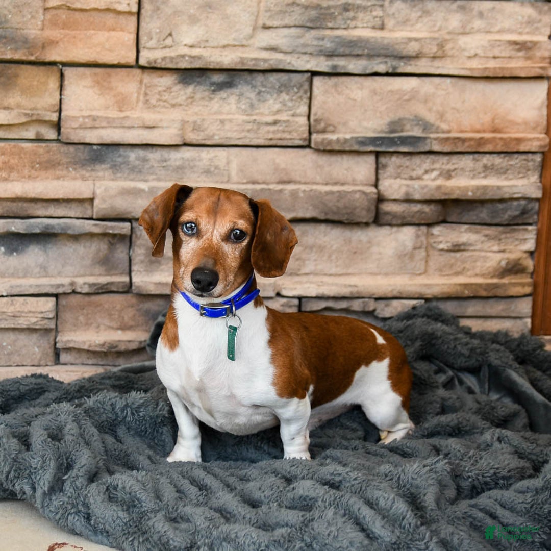 Dachshund dogs for sale: Cream Puff - Image 12