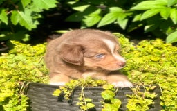 Miniature Australian Shepherd dogs for sale: Chip - Image 3