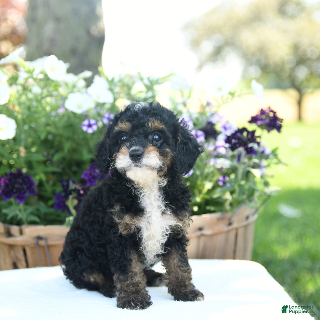 Cavapoo dogs for sale: Kisses - Image 2
