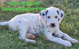 Dalmatian dogs for sale: Belles Green Homozygous Lua Boy - Image 4