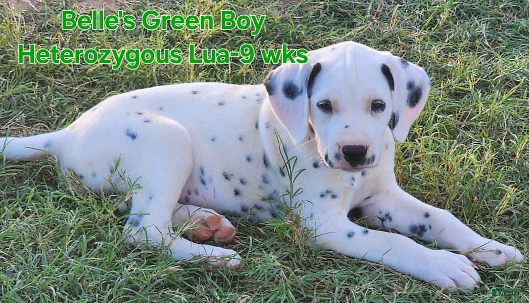 Dalmatian dogs for sale: Belles Green Homozygous Lua Boy - Image 4
